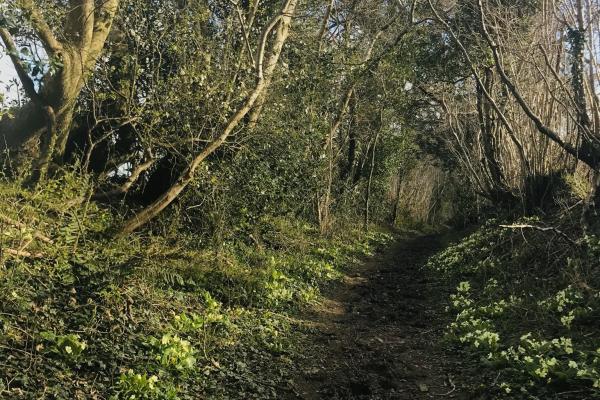 Primroses along ancient green lane