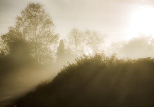 Misty morning at Ashclyst Forest by Jenny Steer