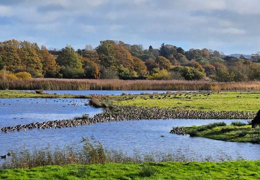 Bowling Green Marsh 